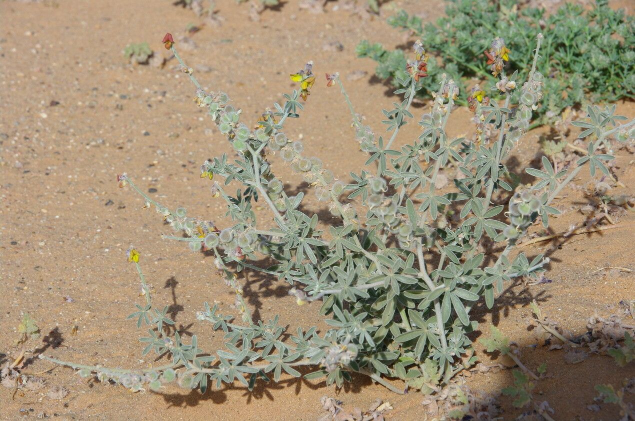 Crotalaria saharae — search result for 'Crotalaria'