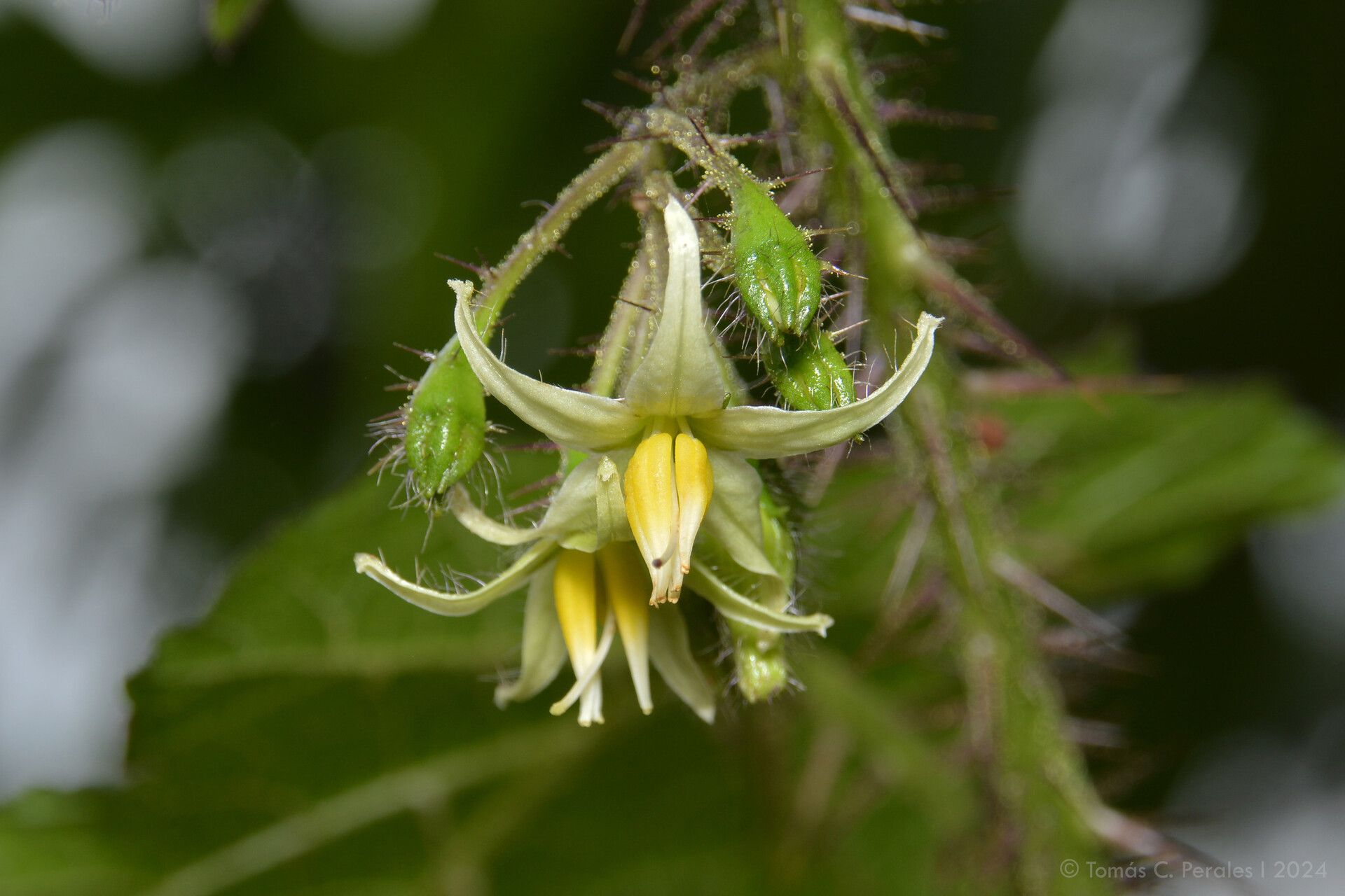 Solanum tenuispinum flower