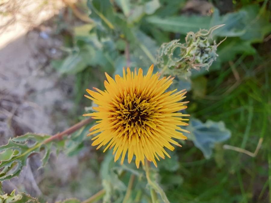 Reichardia gaditana flower