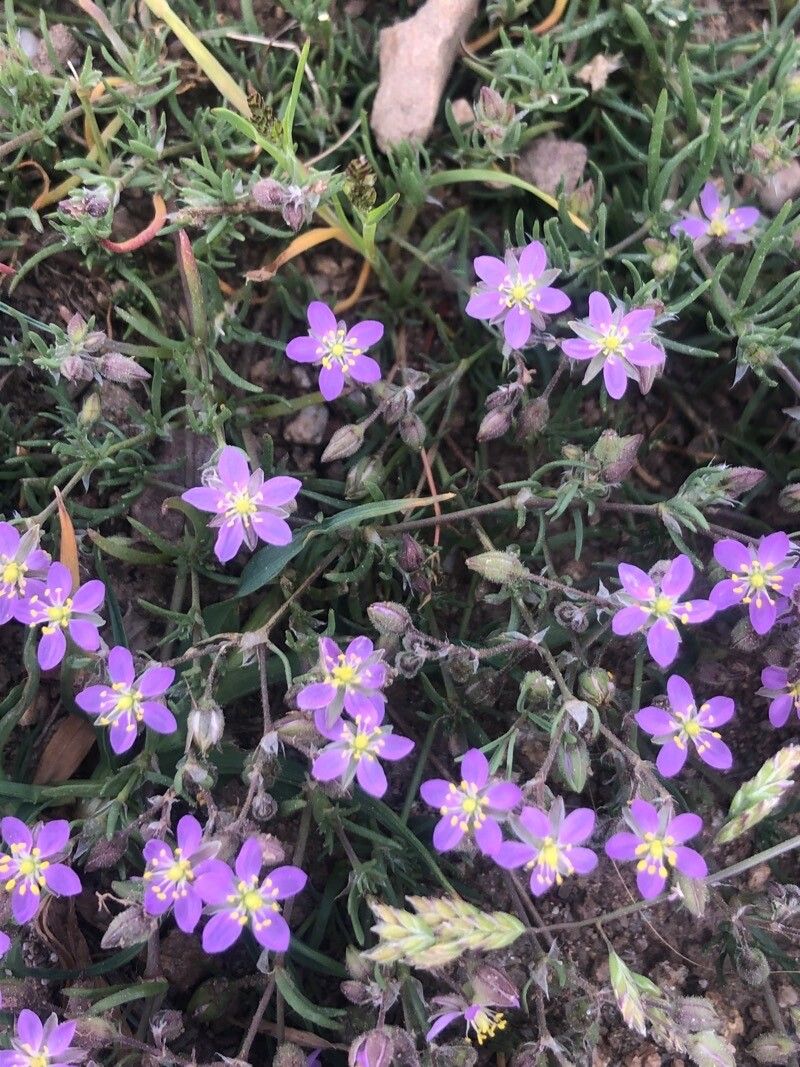 Spergula rubra flower