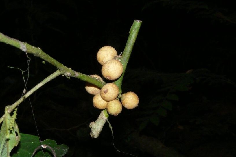 Drypetes mildbraedii — houseplant care guide