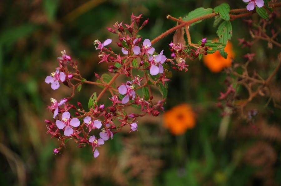 Heterocentron subtriplinervium — houseplant care guide