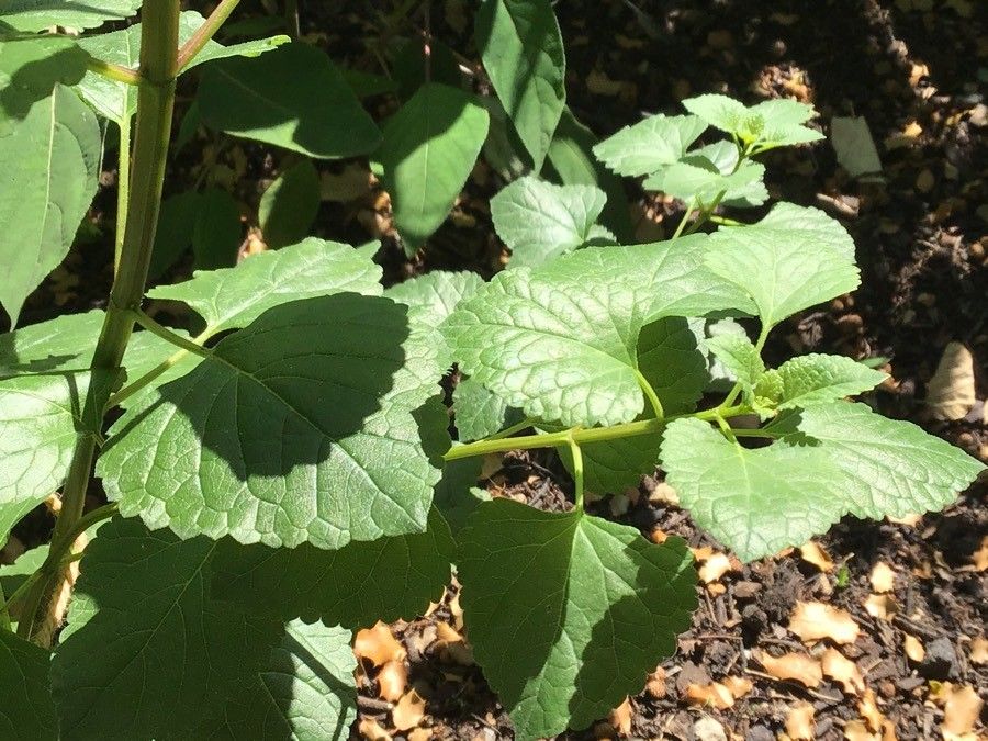 Salvia regla — search result for 'Salvia'