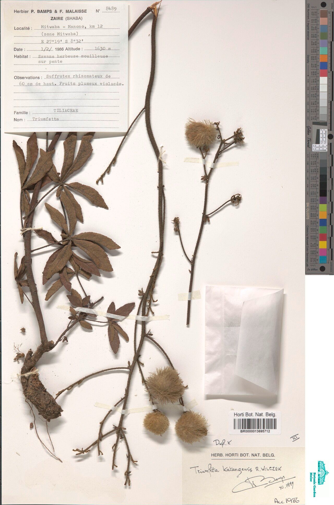 Triumfetta katangensis — houseplant care guide