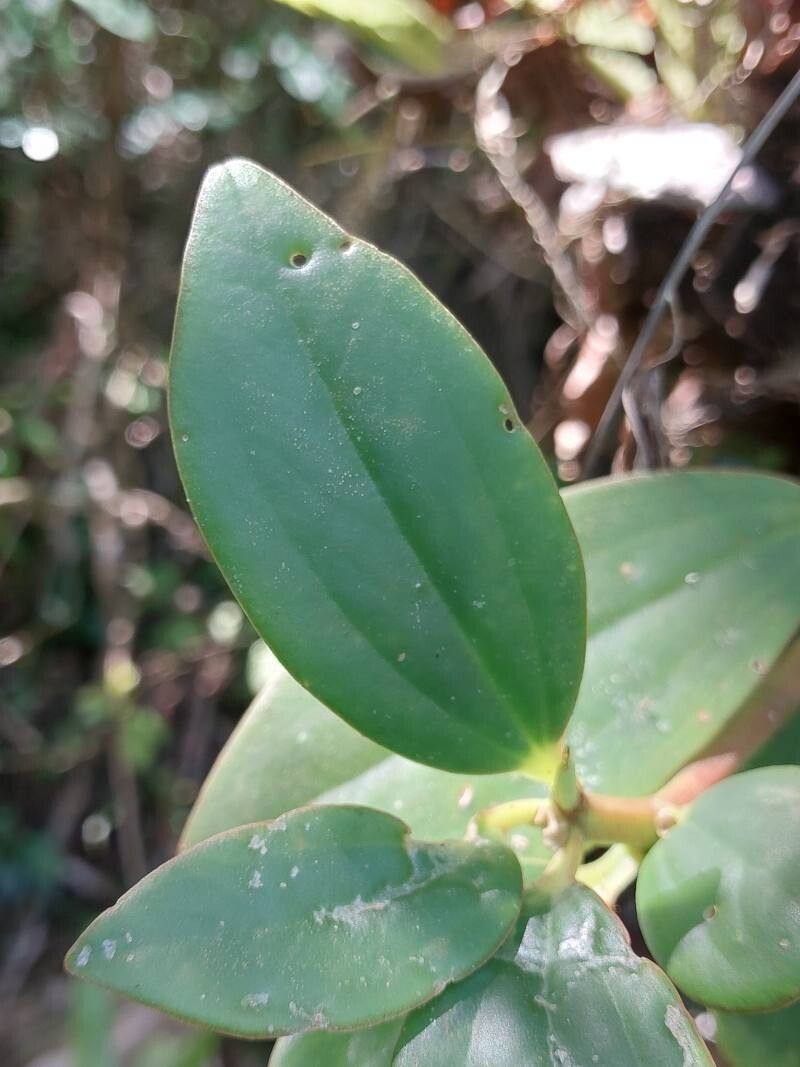 Peperomia pluvisilvatica — houseplant care guide