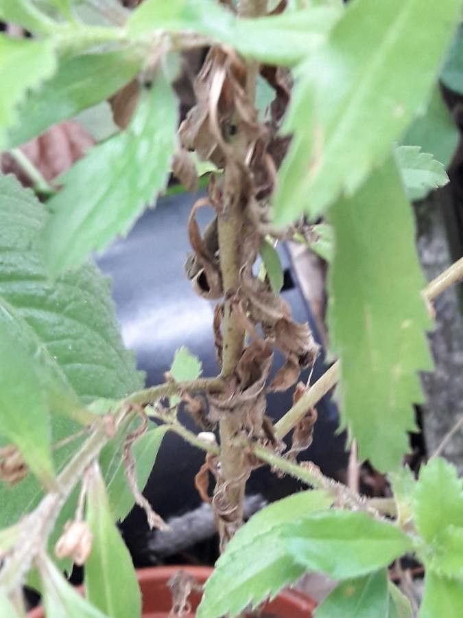 Capraria biflora bark