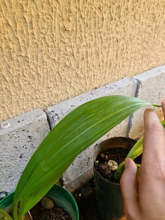 Spathoglottis petri — related species from the same genus