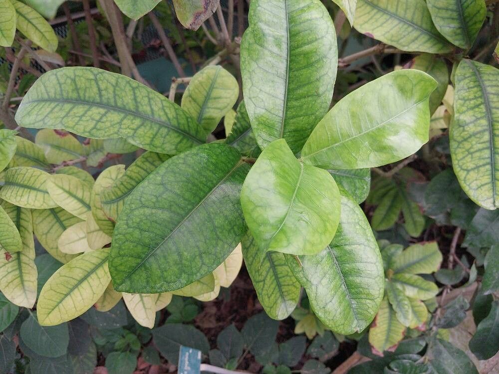 Ixora longifolia — search result for 'Ixora'