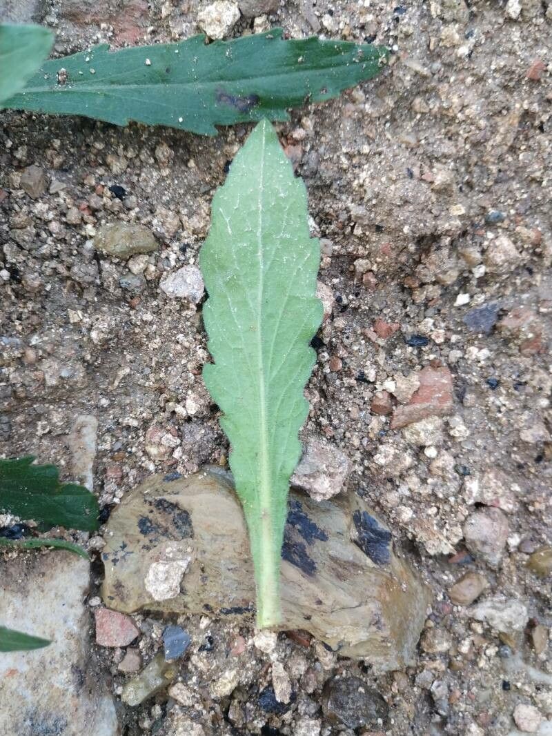 Erigeron longipes leaf