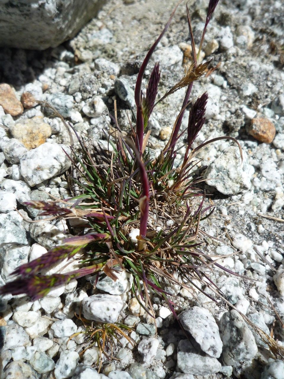 Agrostis tolucensis habit