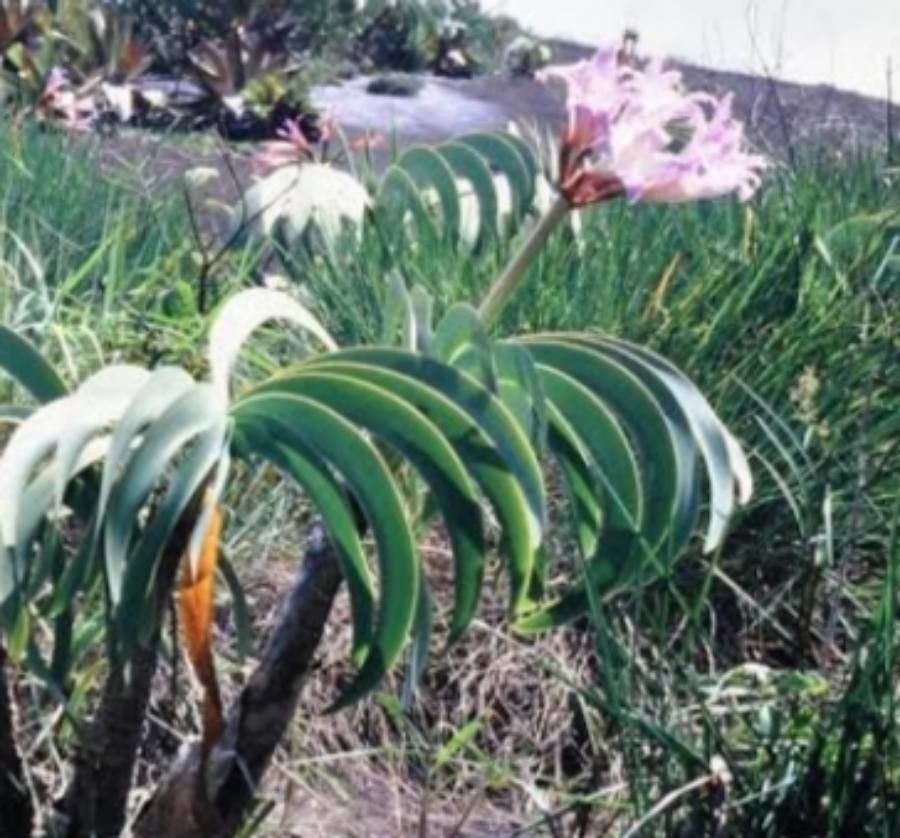 Worsleya procera leaf