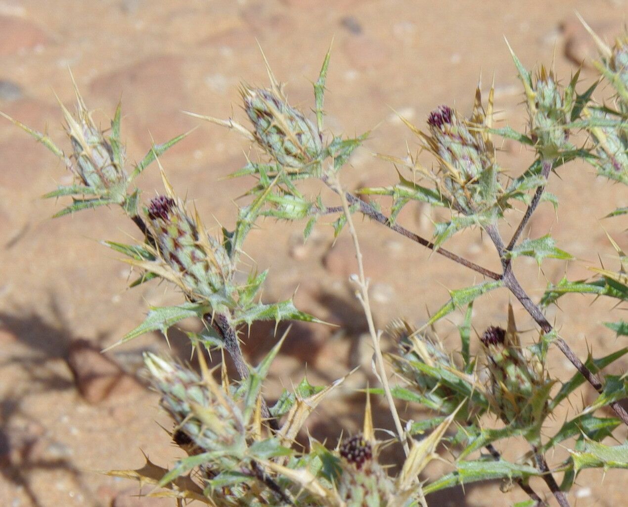 Atractylis aristata other