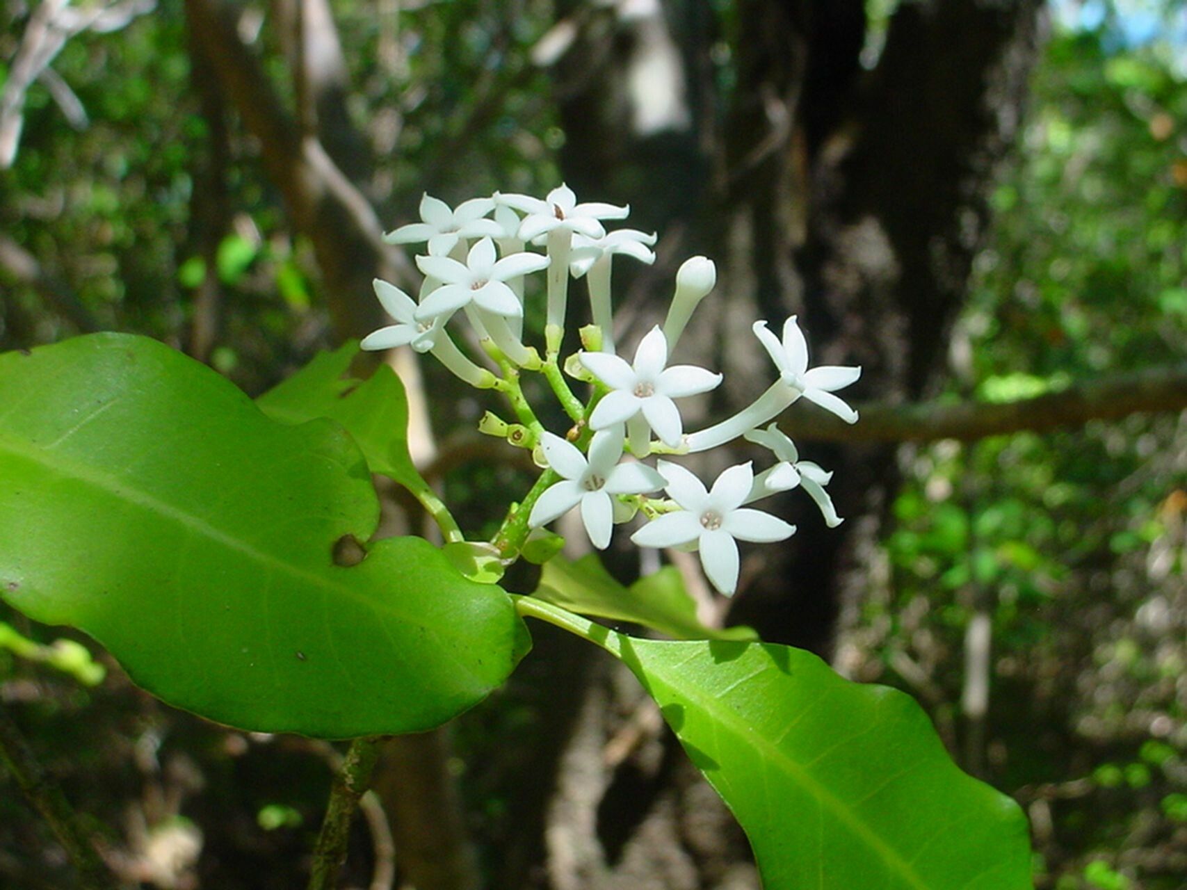 Psychotria coptosperma — houseplant care guide