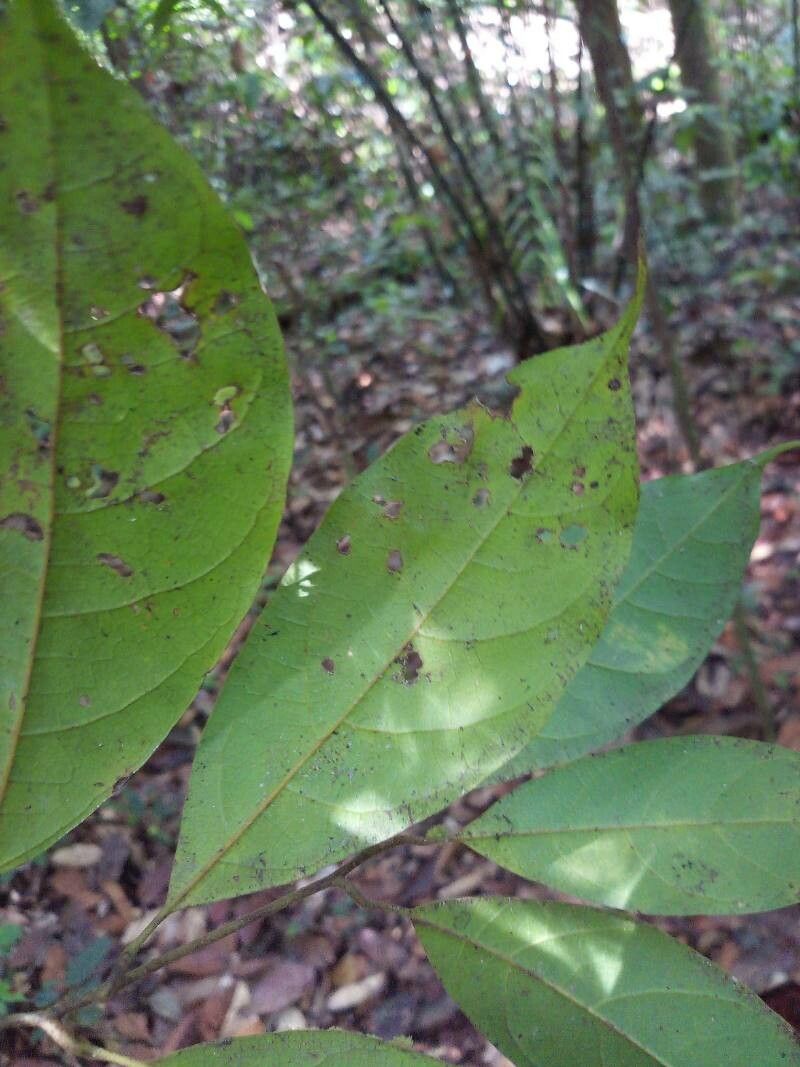 Rhodostemonodaphne rufovirgata — houseplant care guide