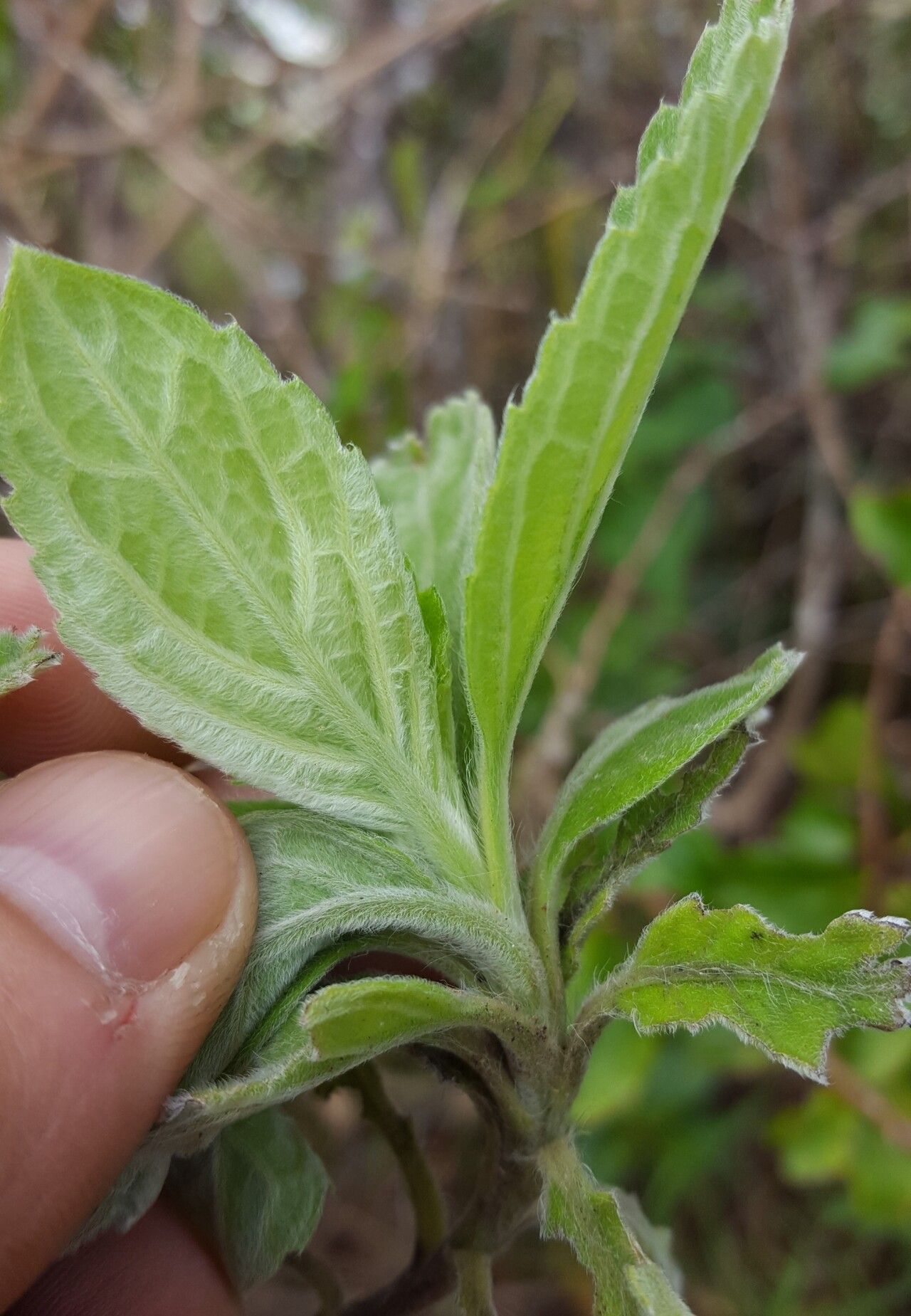 Psiadia montana leaf