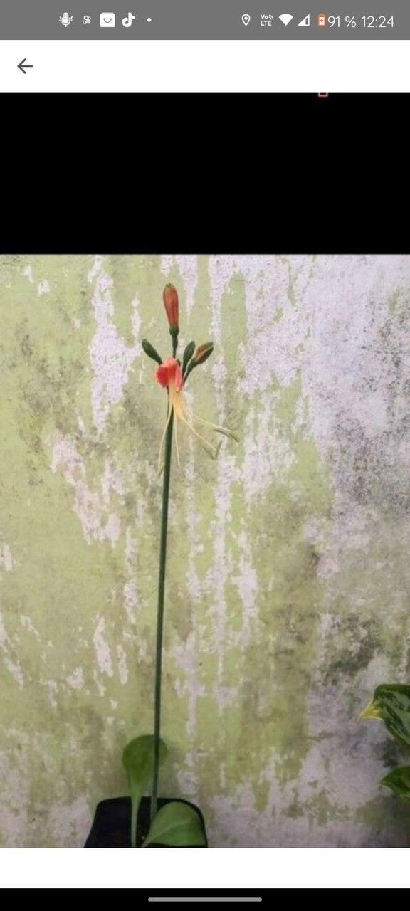 Eucrosia bicolor flower