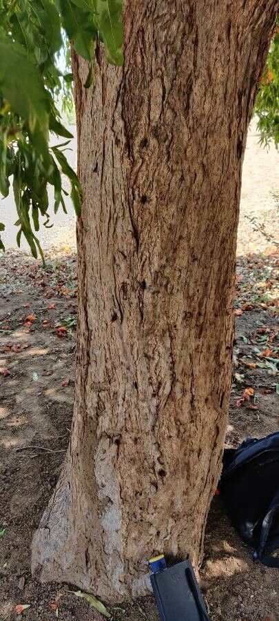 Tecomella undulata bark