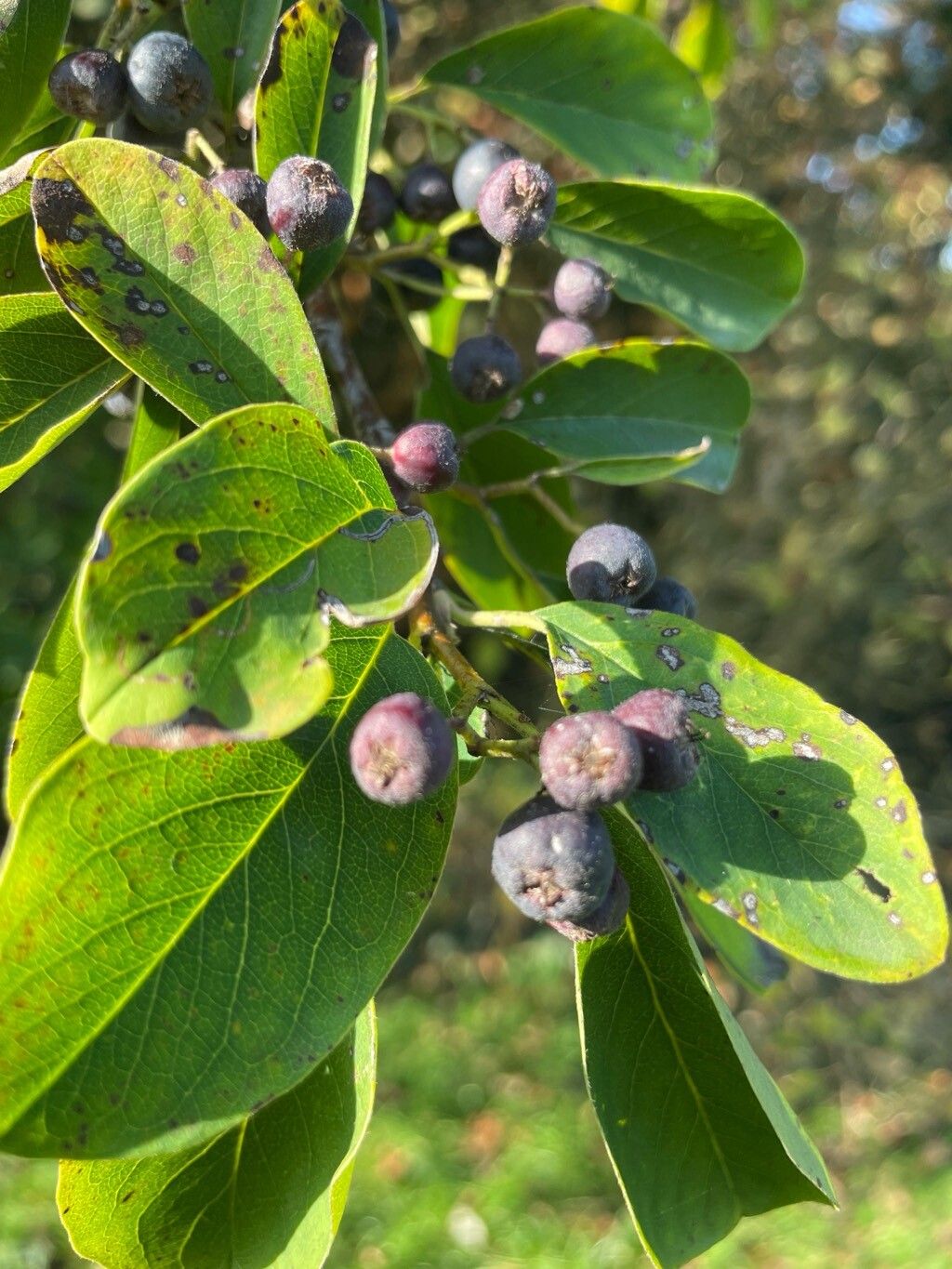 Cotoneaster affinis fruit