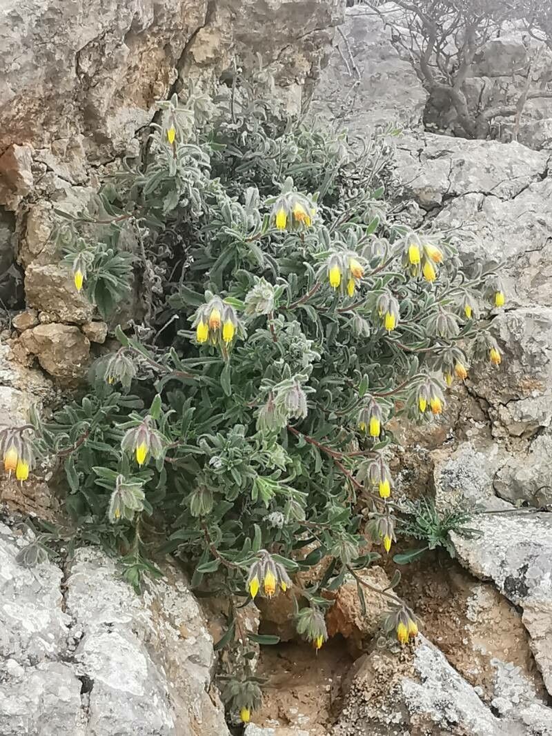 Onosma frutescens leaf