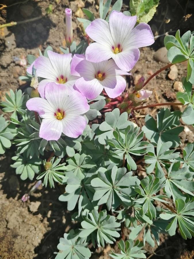 Oxalis adenophylla flower