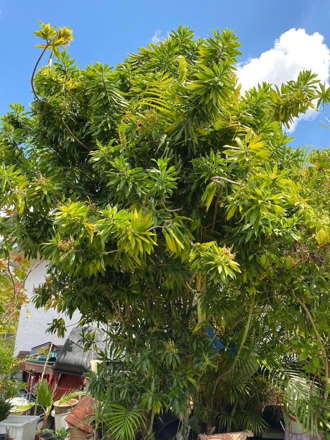 Dracaena mannii — search result for 'Ghana'