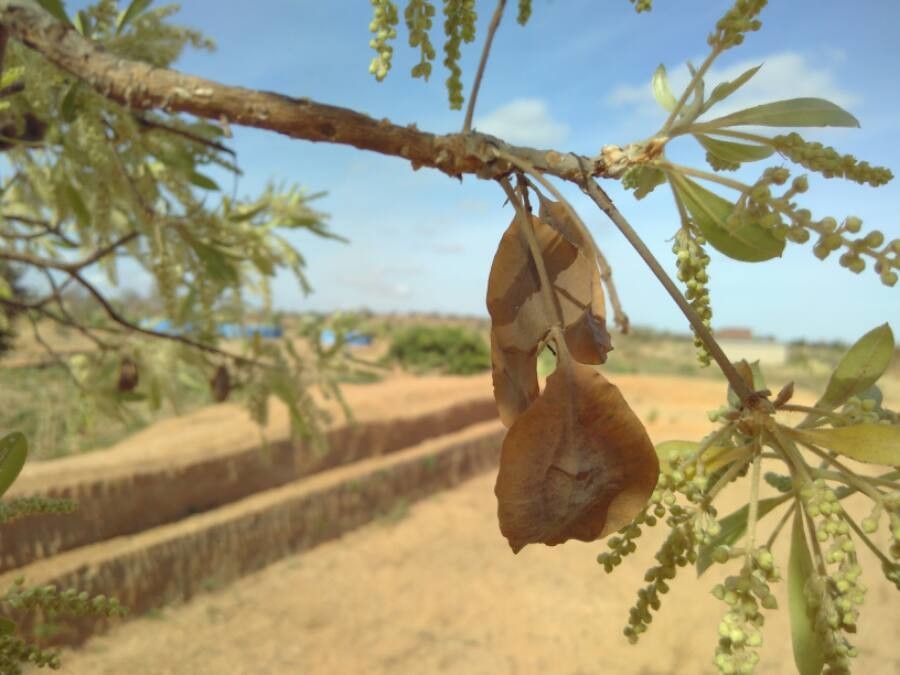 Terminalia sericea fruit