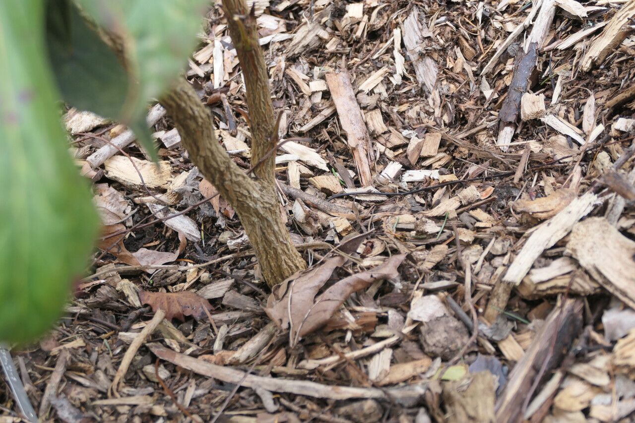 Mahonia gracilipes bark