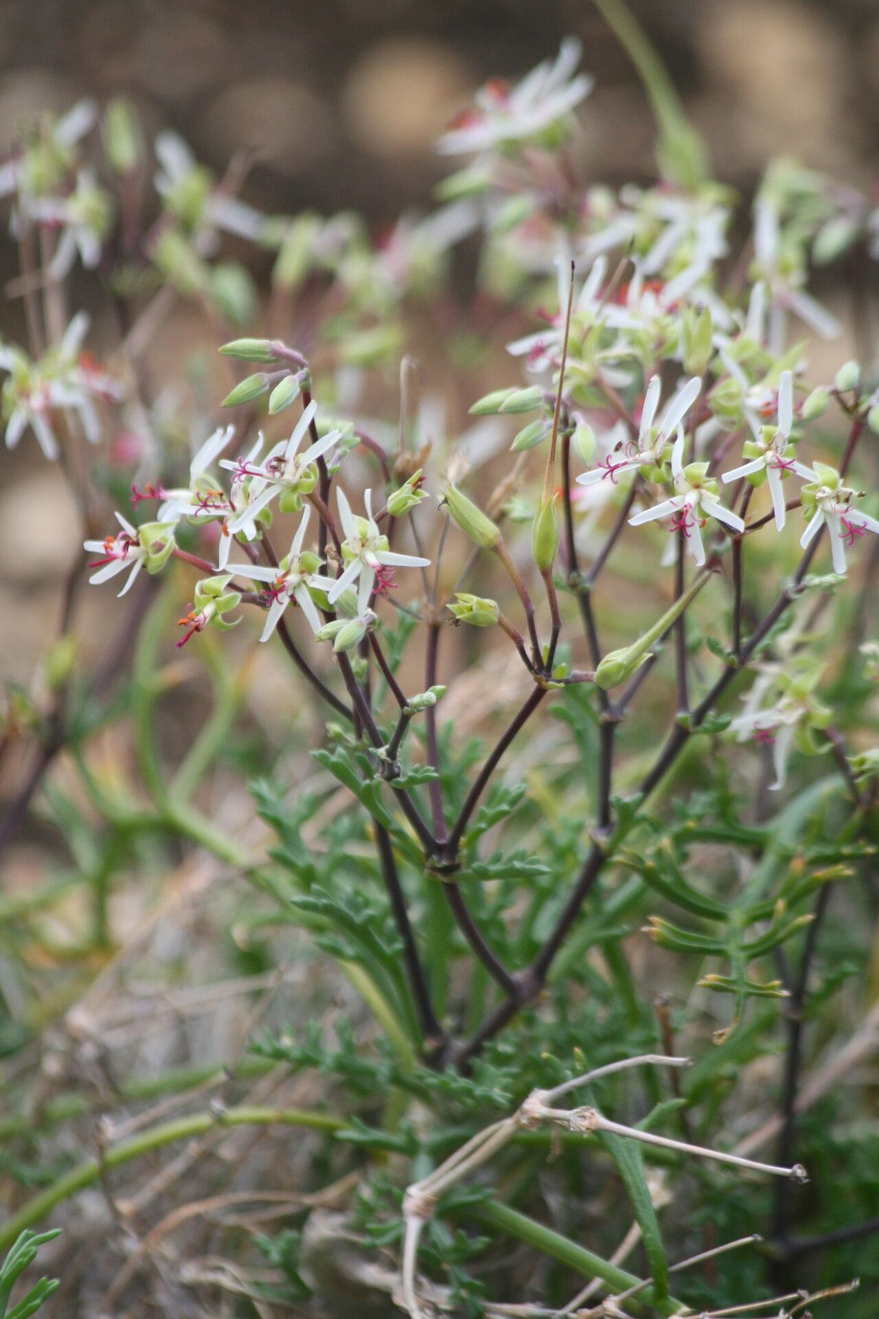 Pelargonium ceratophyllum — search result for 'Ceratophyllum'