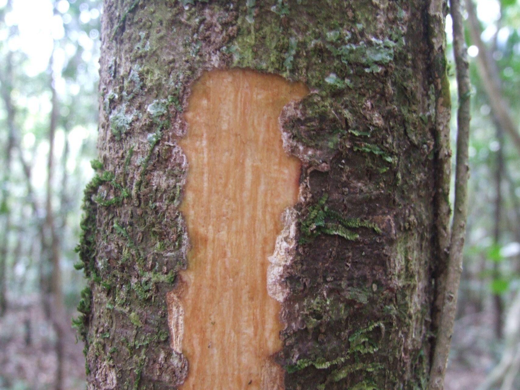Guettarda wagapensis bark