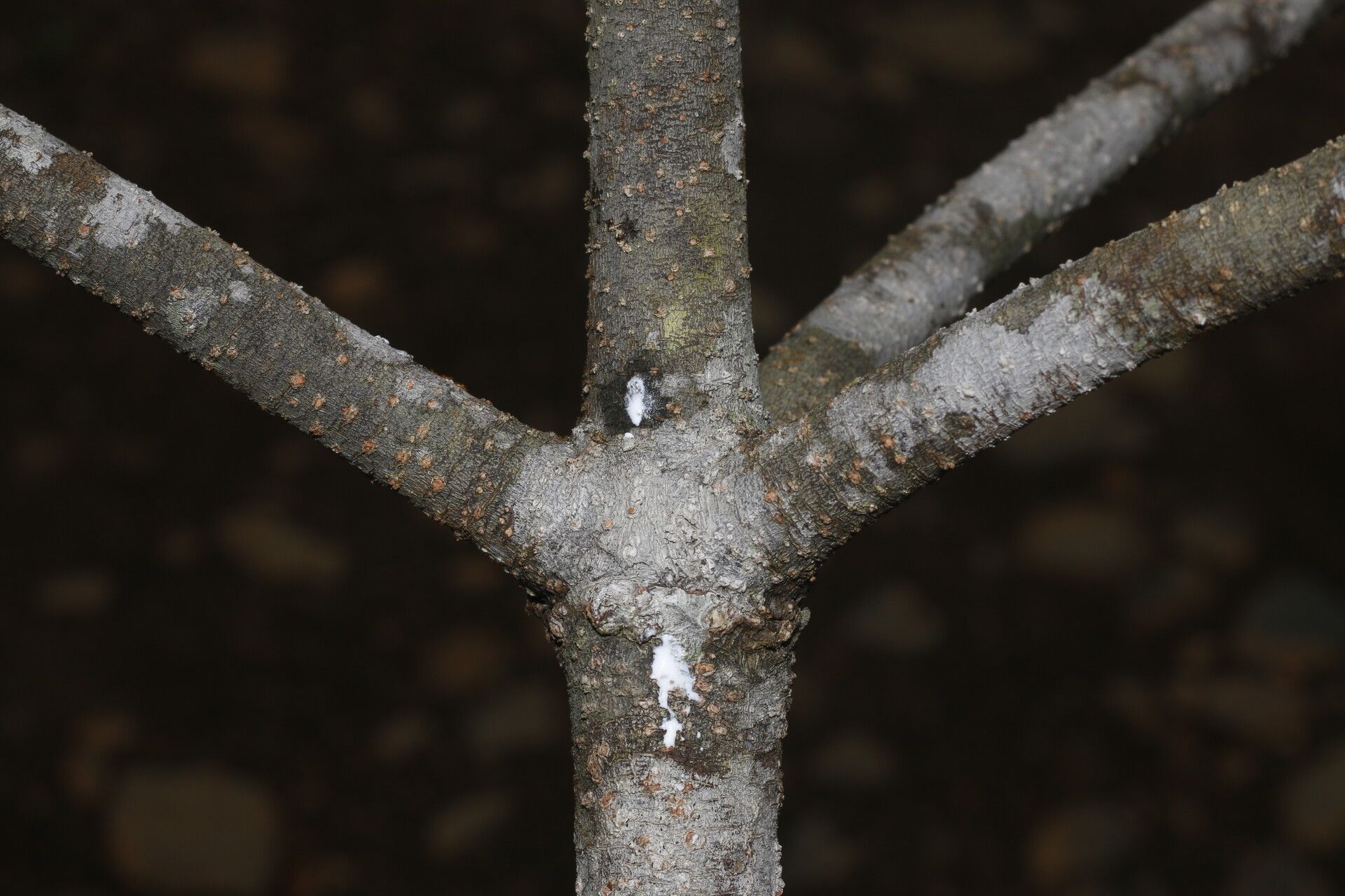 Couma macrocarpa bark