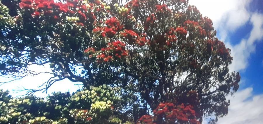 Metrosideros punctata flower