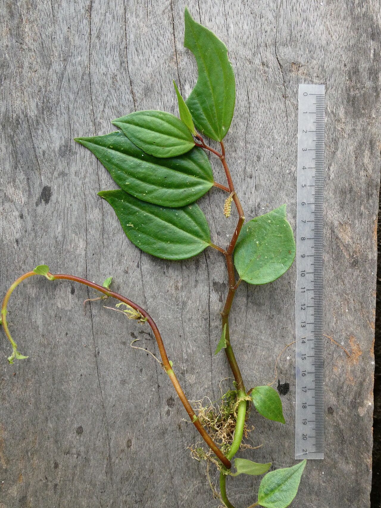 Peperomia hirtella habit