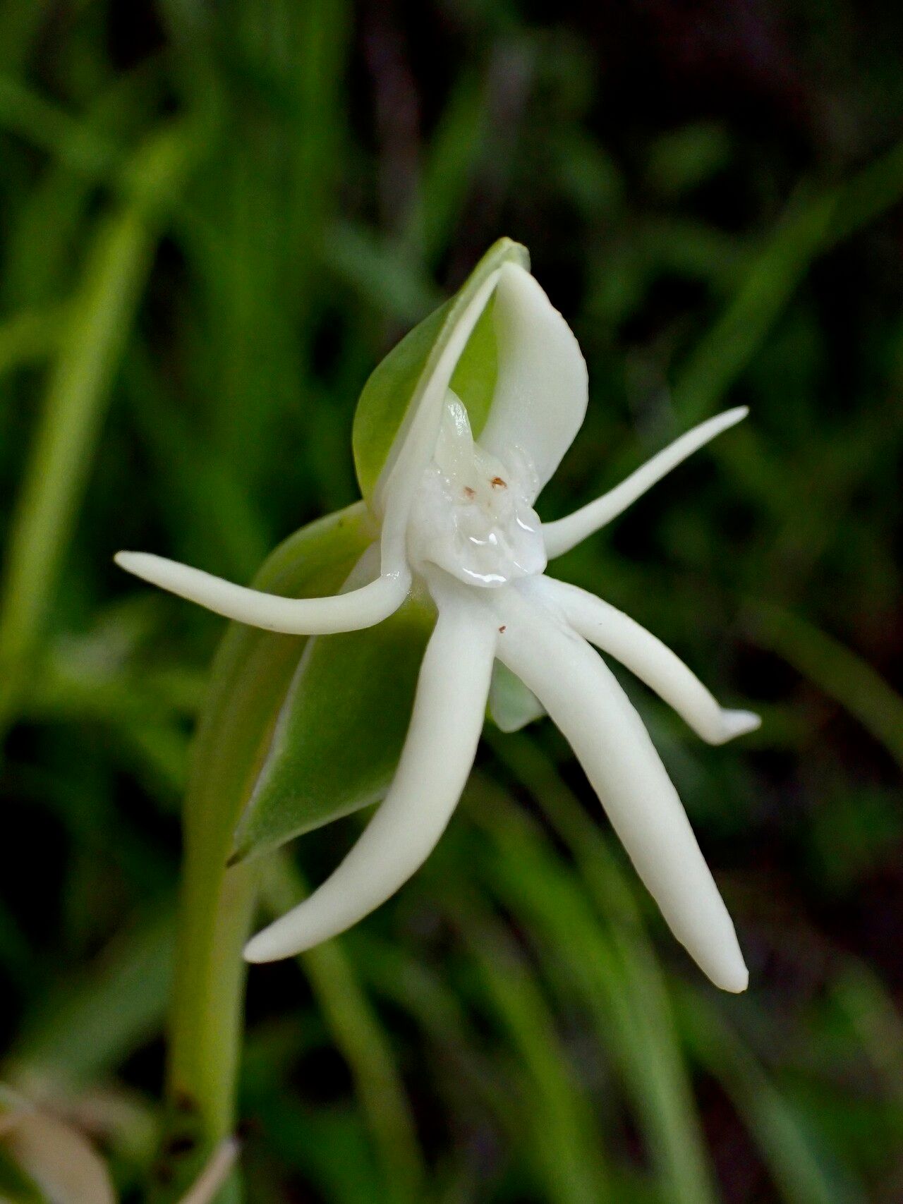 Habenaria trifida — houseplant care guide