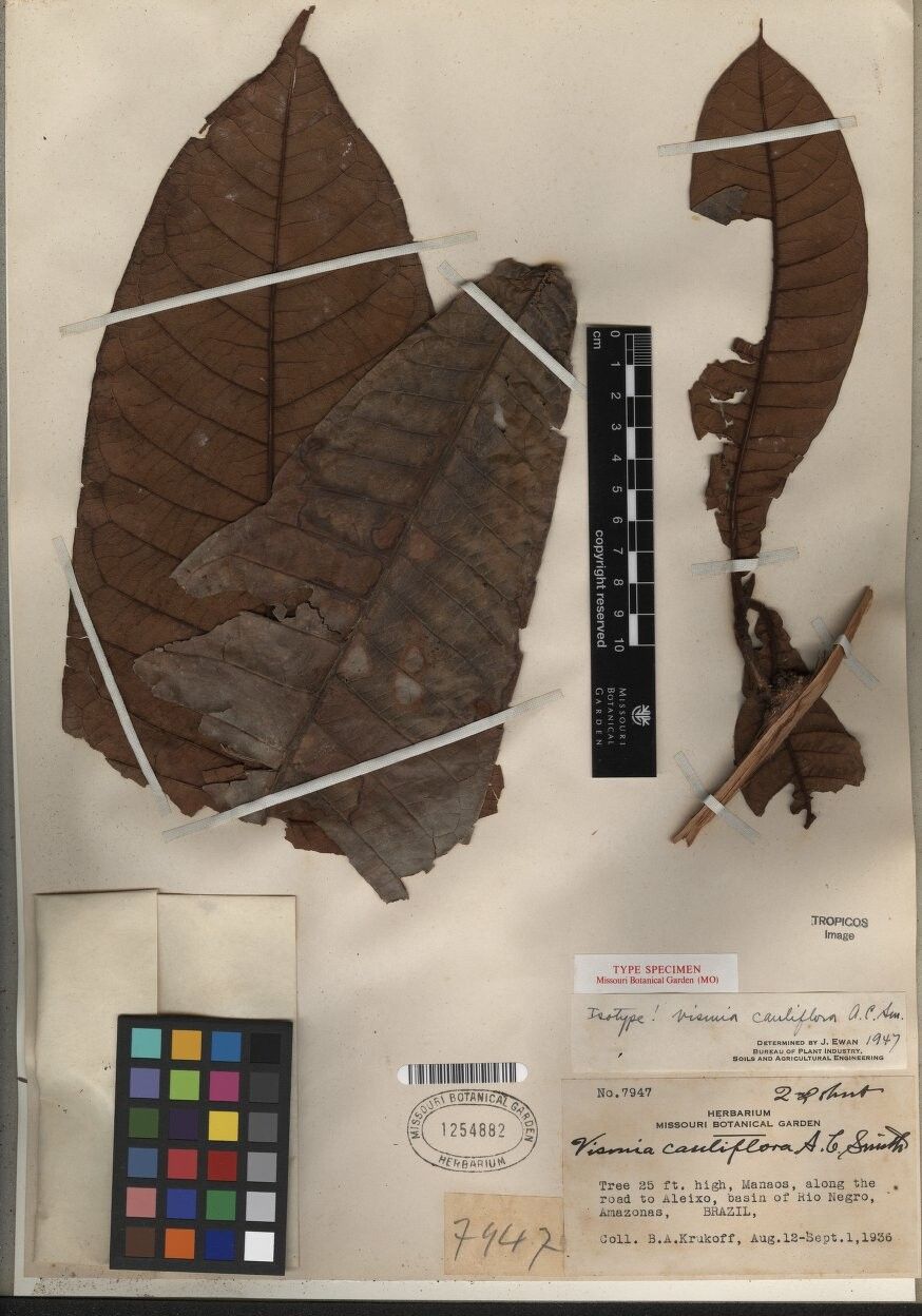 Vismia cauliflora — related species from the same genus