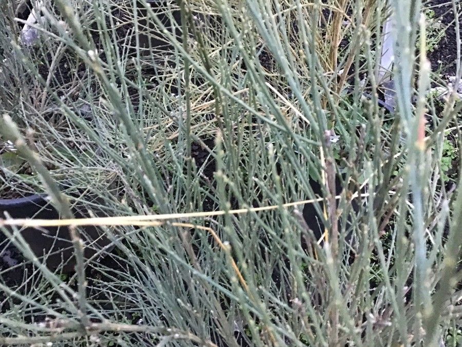 Cytisus praecox — search result for 'Cytisus'