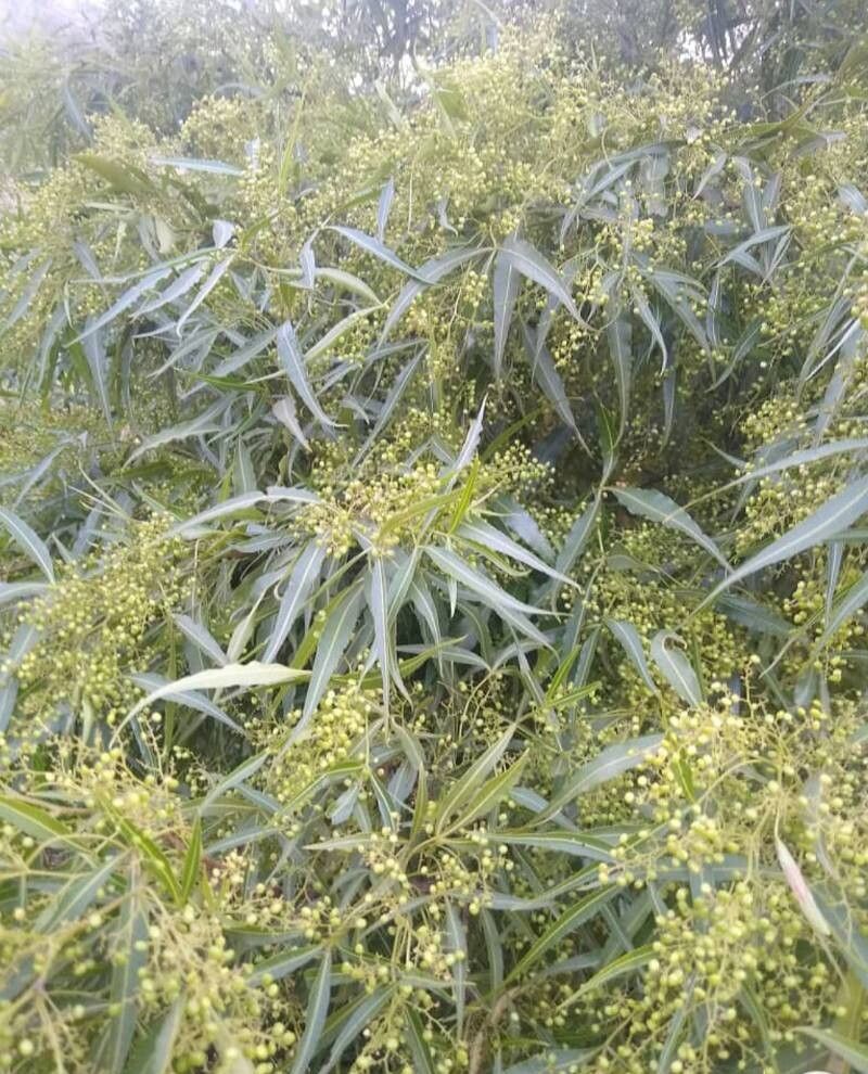 Searsia retinorrhoea — houseplant care guide