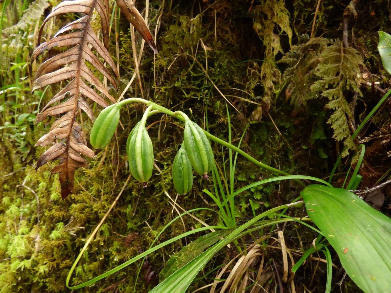 Calanthe pulchella fruit