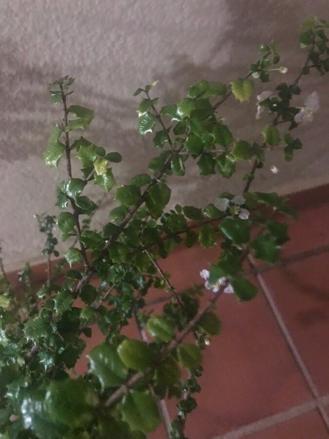 Malpighia coccigera flower