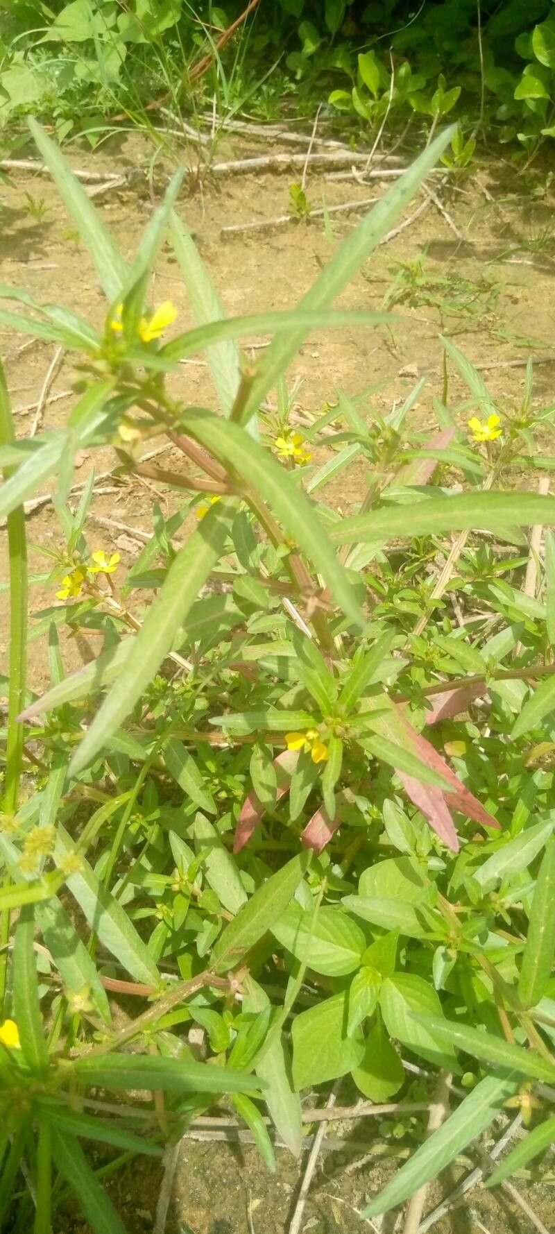 Ludwigia hyssopifolia leaf