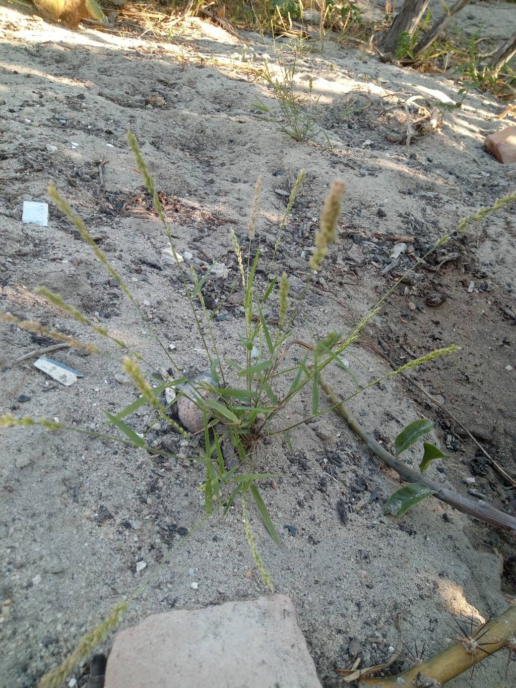 Eragrostis ciliaris leaf