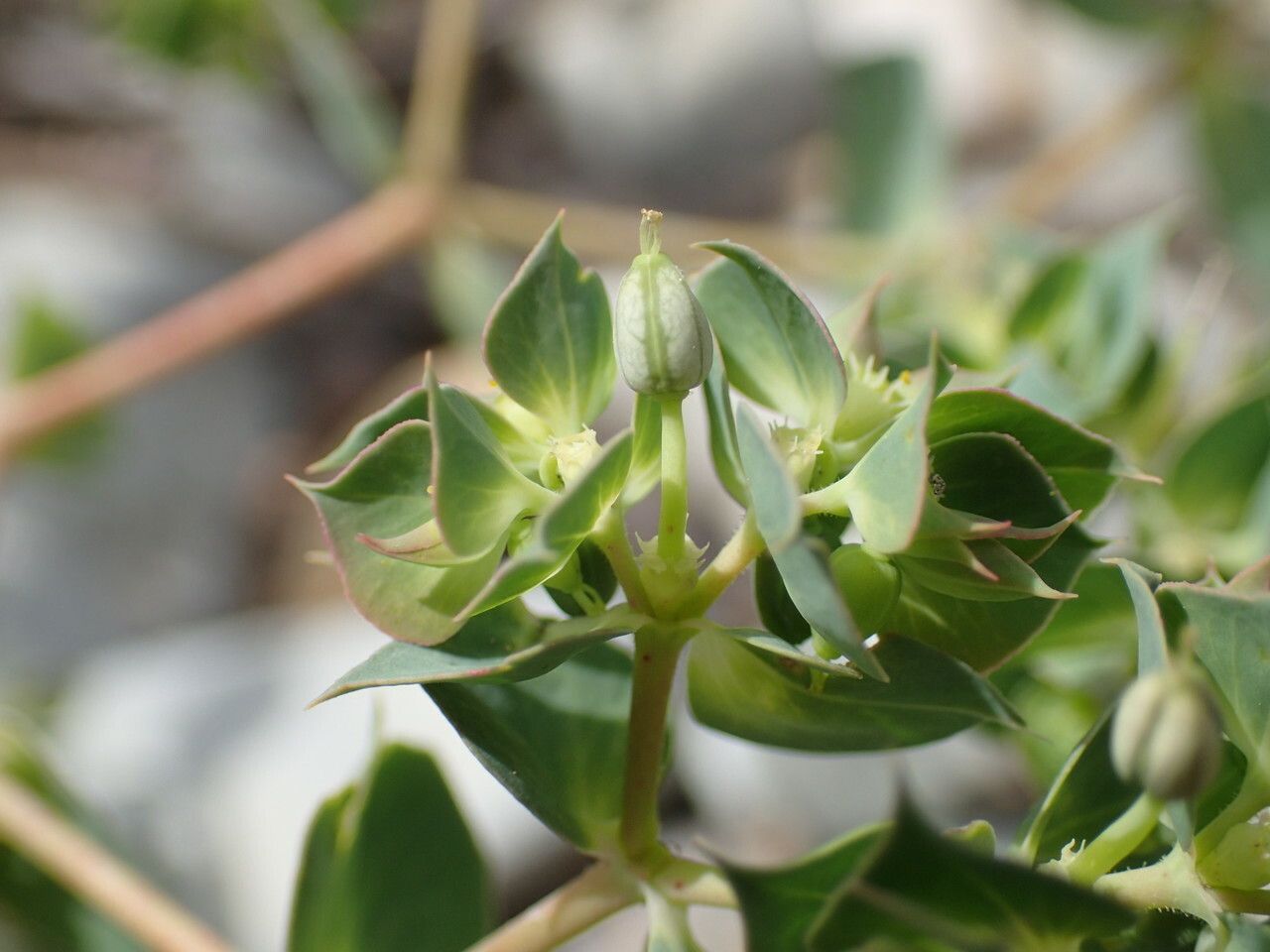 Euphorbia falcata fruit