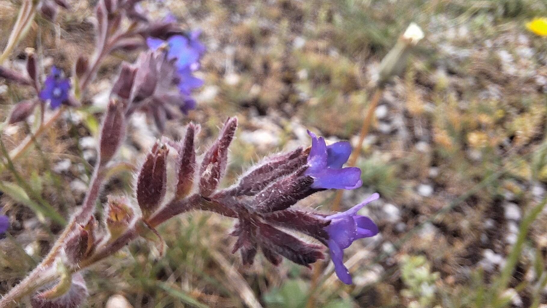 Anchusa hybrida — search result for 'Anchusa'