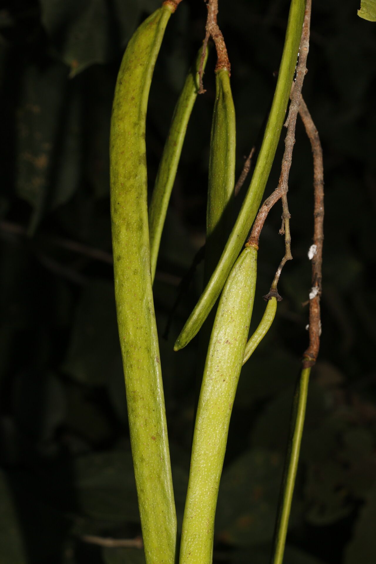 Fridericia mollissima fruit