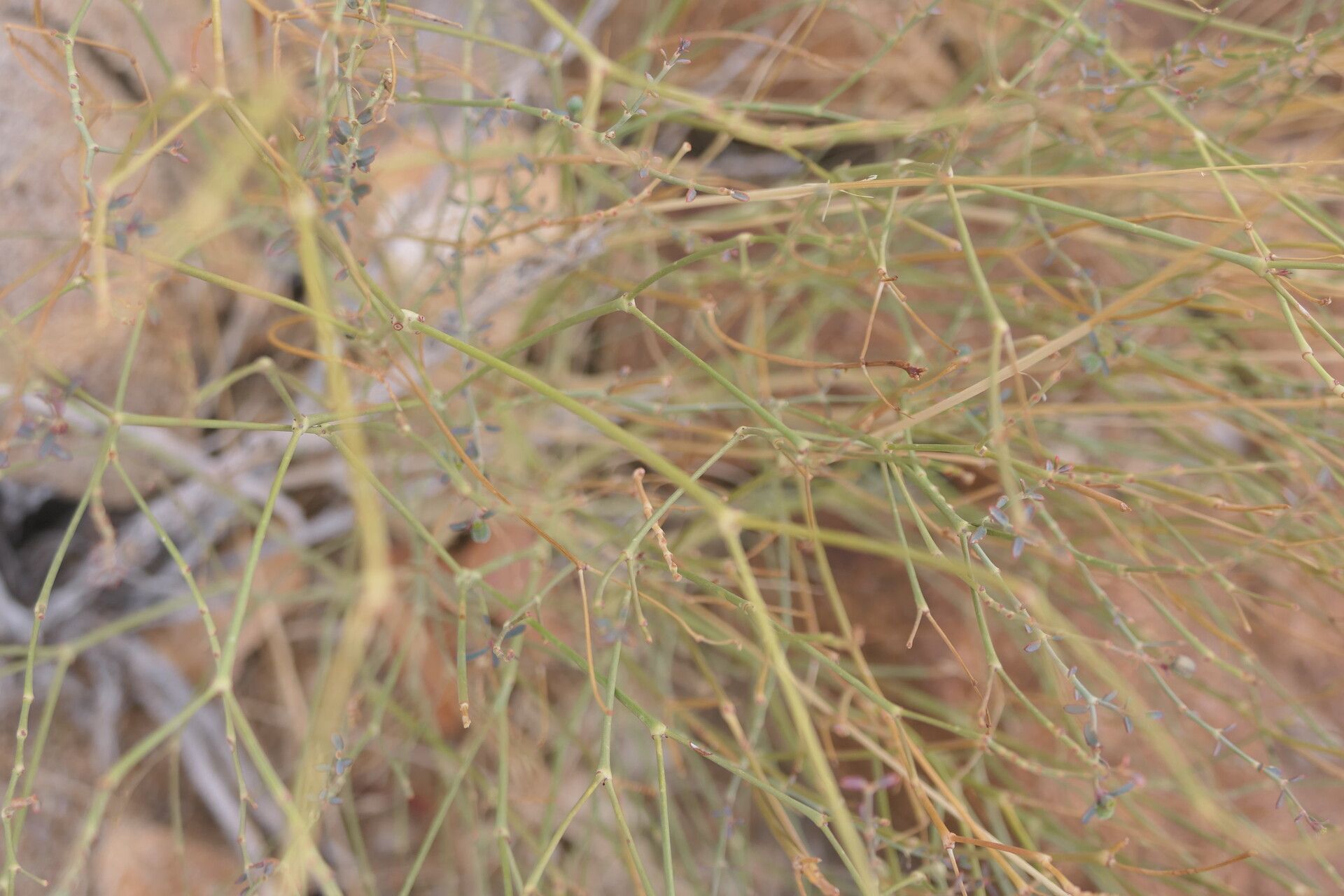 Euphorbia glanduligera bark