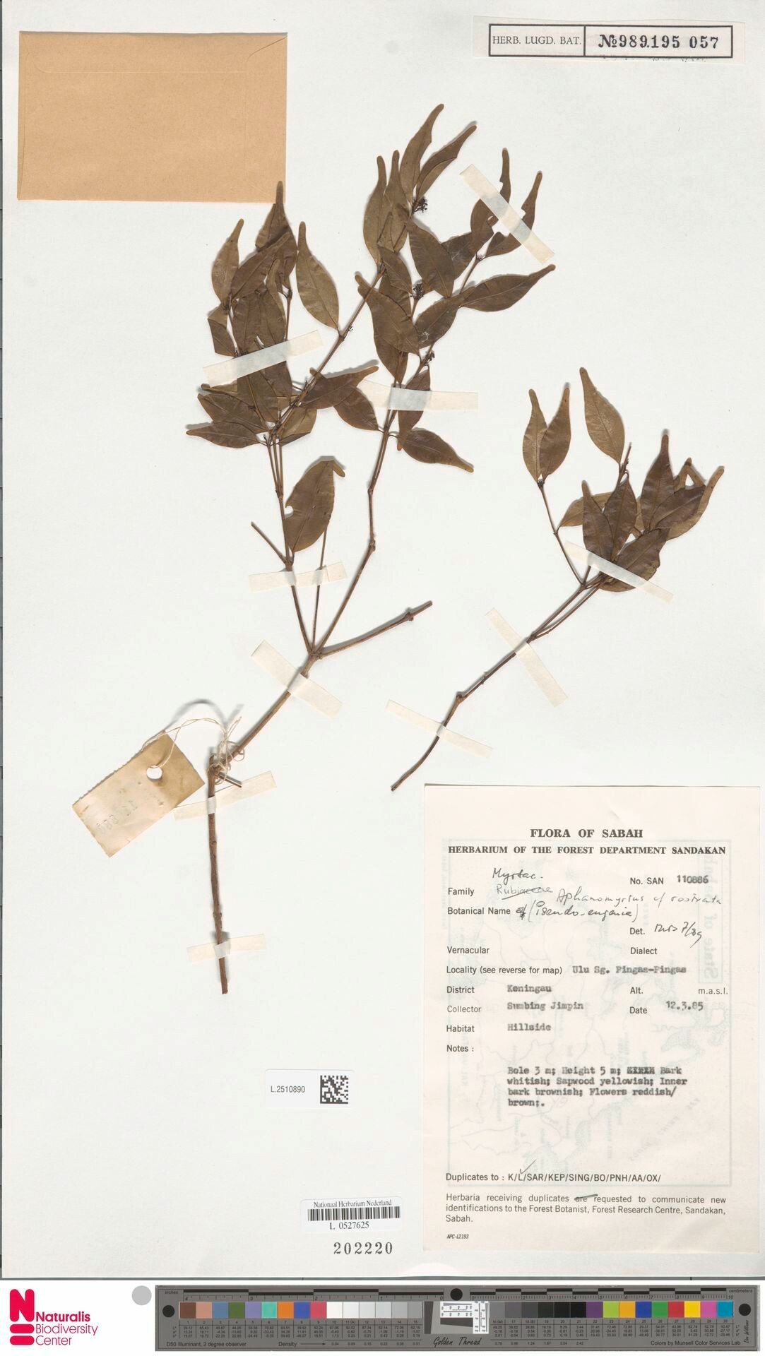 Syzygium singaporense — houseplant care guide