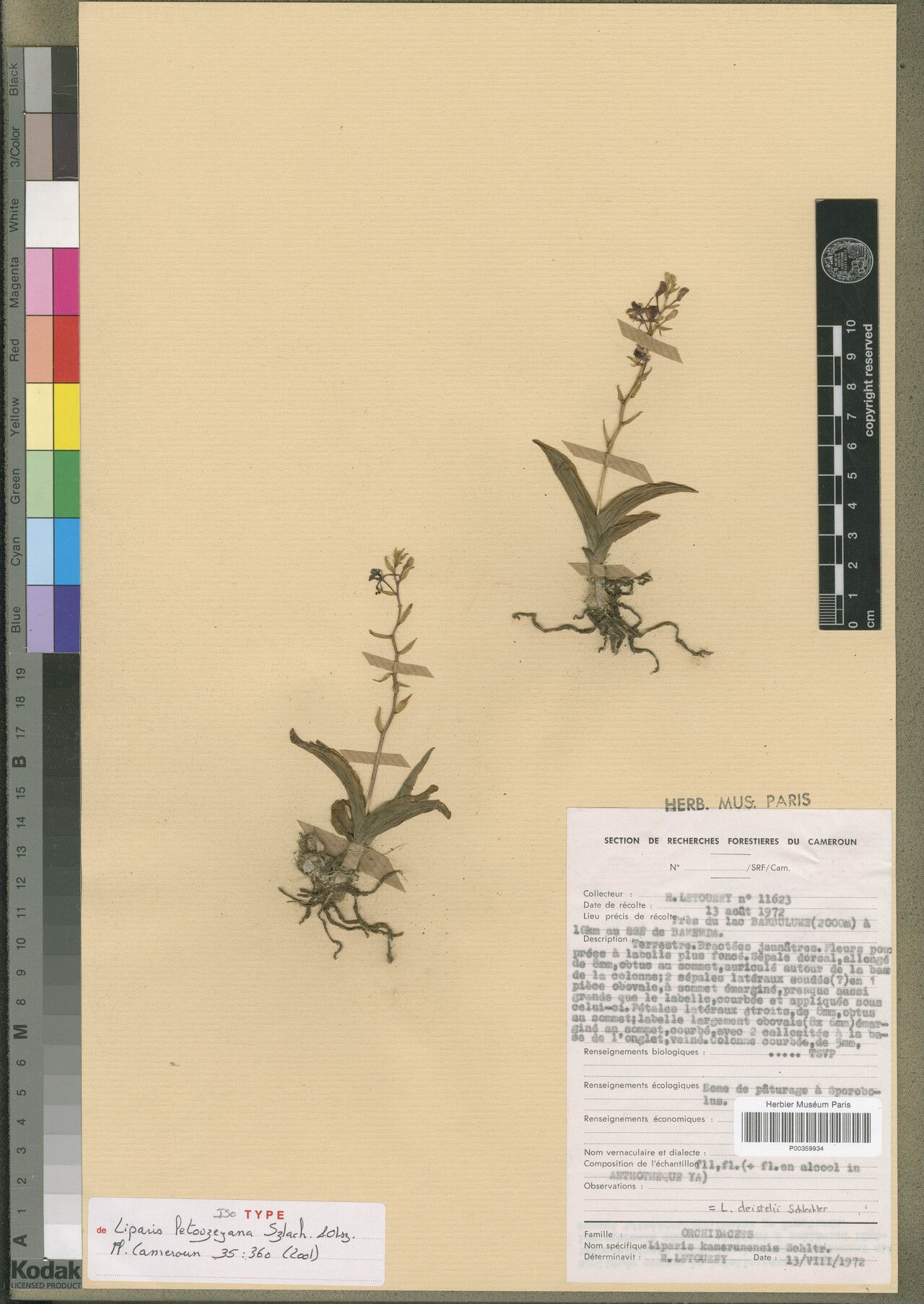 Liparis letouzeyana — houseplant care guide