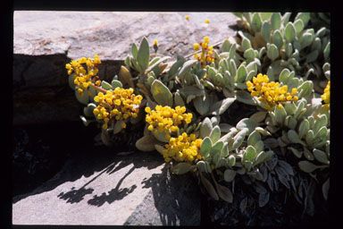 Eriogonum anemophilum — related species from the same genus