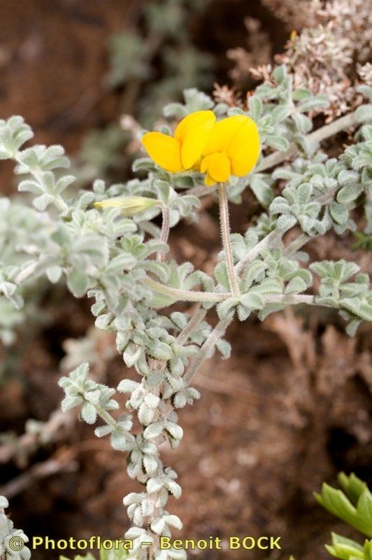 Lotus kunkelii other