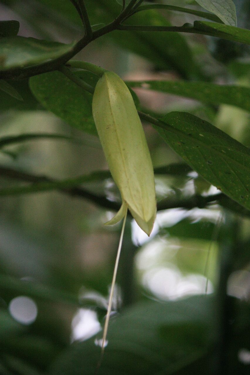 Quararibea parvifolia flower