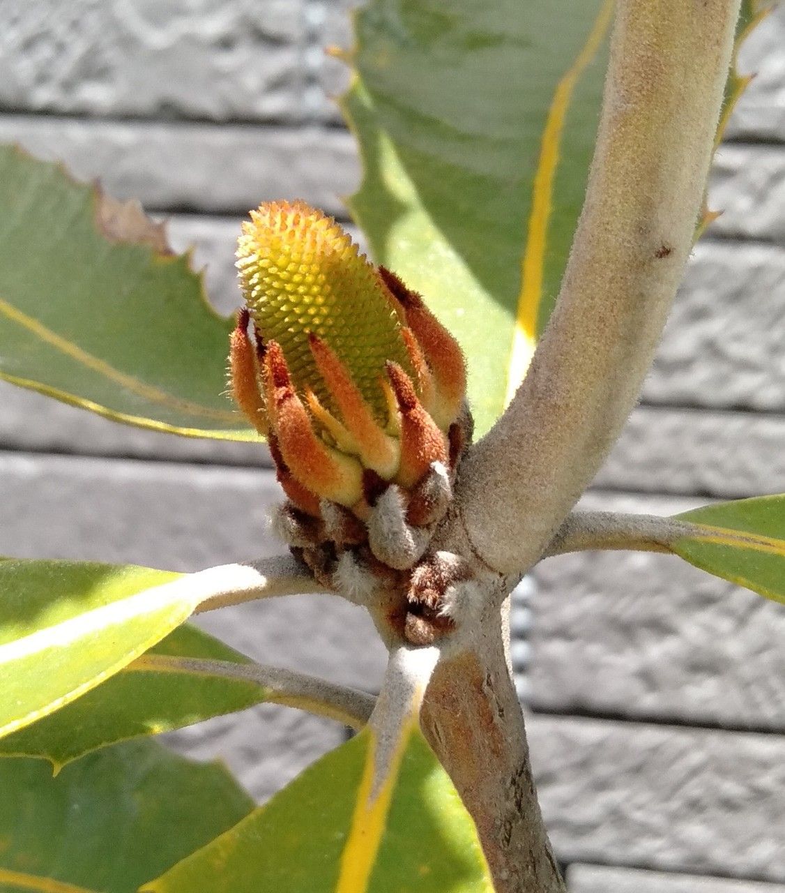 Banksia robur flower